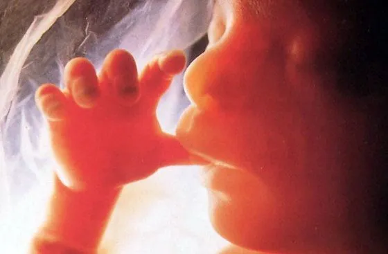 Cómo se alimenta el bebé dentro del vientre materno? | Web Del Bebé