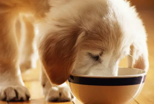 Alimentación Canina | Perro-Obediente.com de Marcos Mendoza