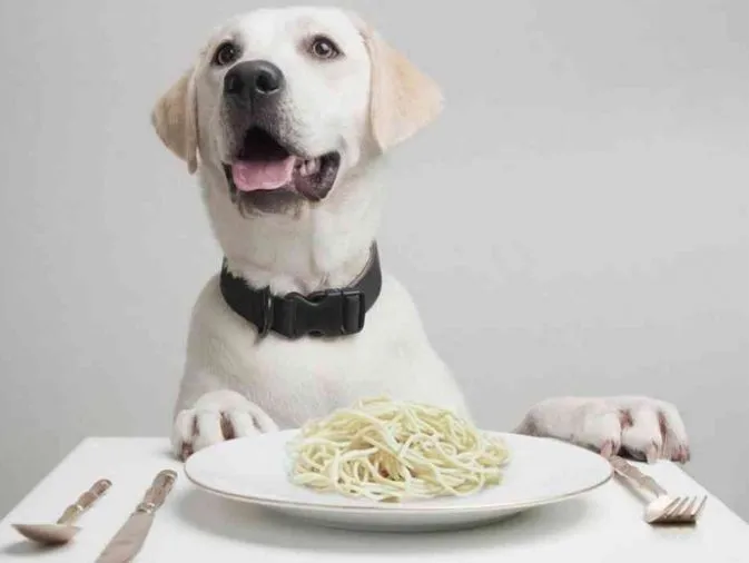 Alimentación Canina | Perro-Obediente.com de Marcos Mendoza