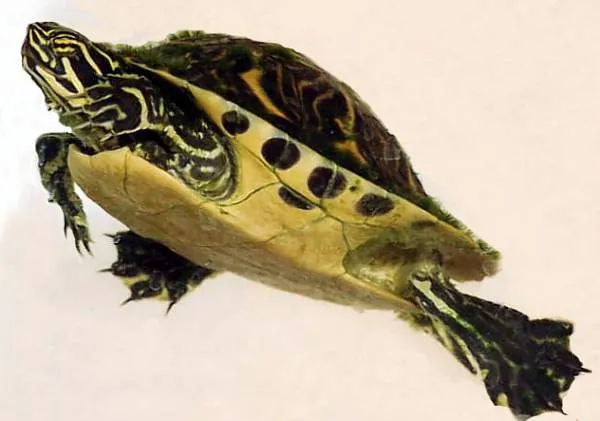 Alimentación para Galápagos y Tortugas de Agua Alimentación para Galápagos y Tortugas de Agua