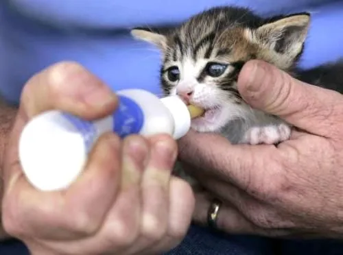 Como alimentar gatitos recien nacidos | Aprender a cuidar animales ...