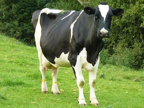 Alimentos para vacas lecheras - Panorama Agrario