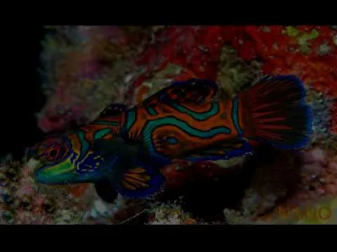 All comments on ✖✖✖ Top 10 Animales mas hermosos del mundo ... All comments on ✖✖✖ Top 10 Animales mas hermosos del mundo ...