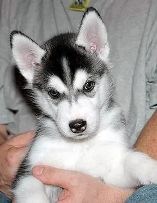 alla ricerca del Siberian Husky: Cerco cucciolo di razza in regalo