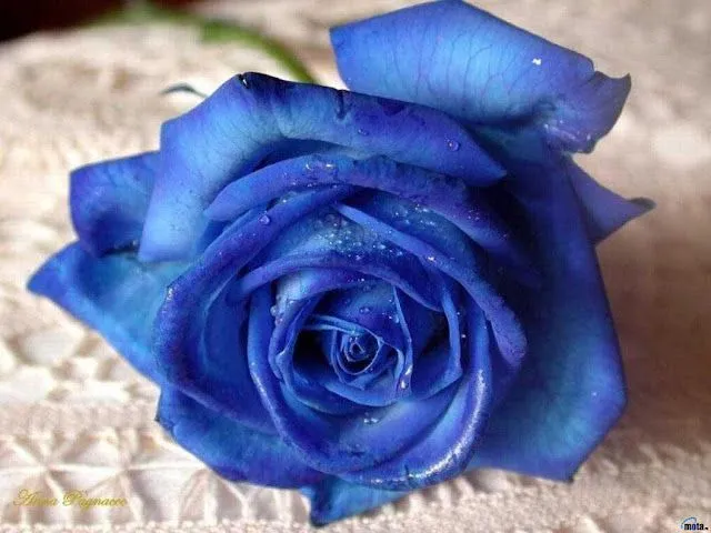 De aquí y de allá: SANT JORDI - Libros y Rosas De aquí y de allá: SANT JORDI - Libros y Rosas