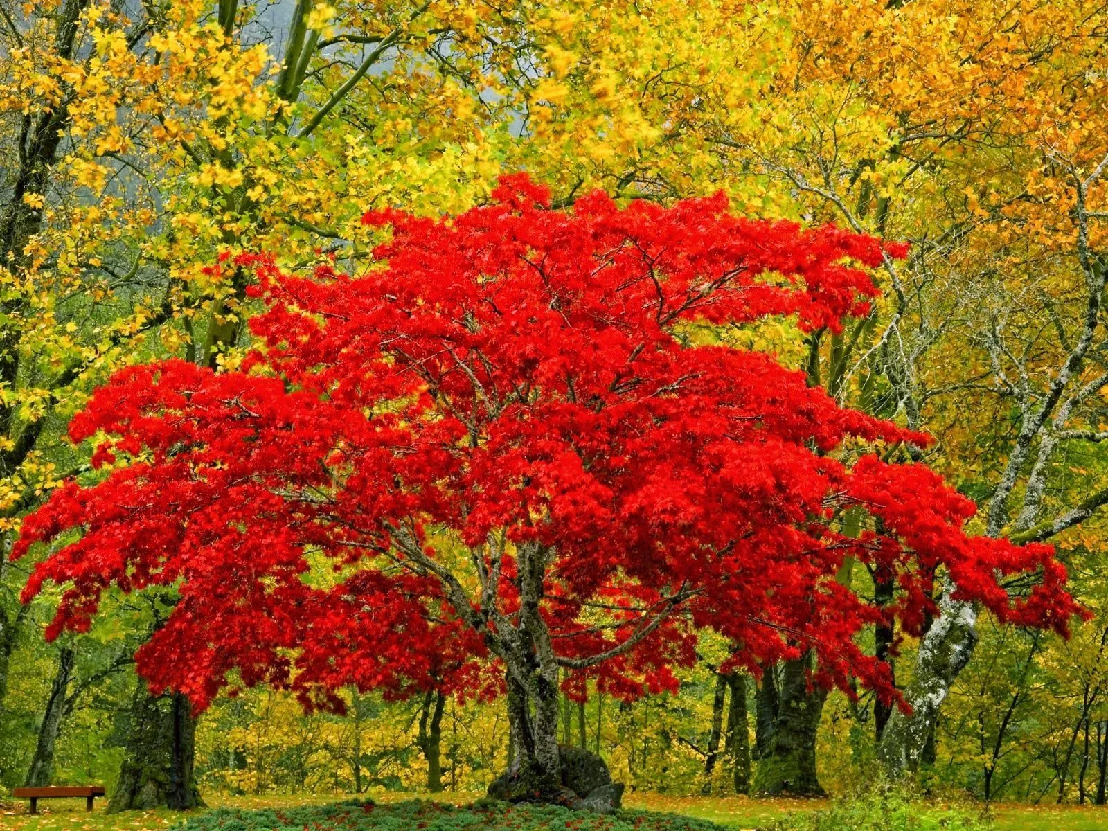 ALLPE Medio Ambiente Blog Medioambiente.org : Intenso color de otoño ALLPE Medio Ambiente Blog Medioambiente.org : Intenso color de otoño