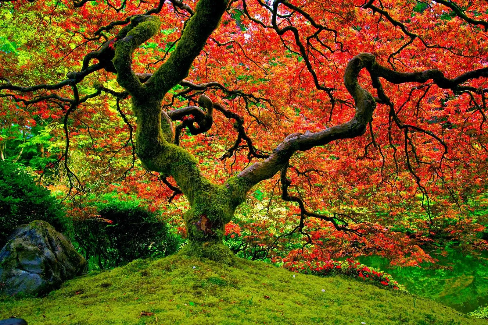 ALLPE Medio Ambiente Blog Medioambiente.org : Intenso color de otoño ALLPE Medio Ambiente Blog Medioambiente.org : Intenso color de otoño