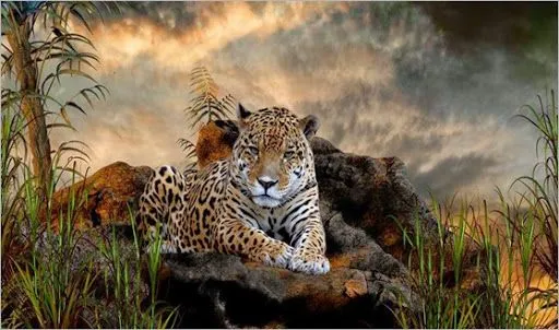ALMAS FELINAS: leopardo salvaje y hermoso