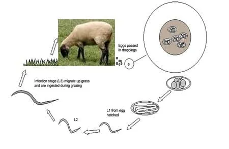 Ciclo de vida de la oveja - Imagui