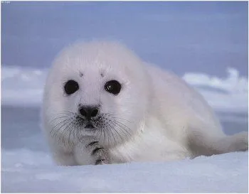 Y por qué aman tanto a los devoradores de bebés de foca? | PlazaMoyua.