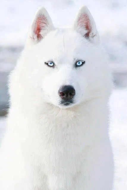 Amazing #photography White siberian Husky Huskies Dog Puppy Dogs ...