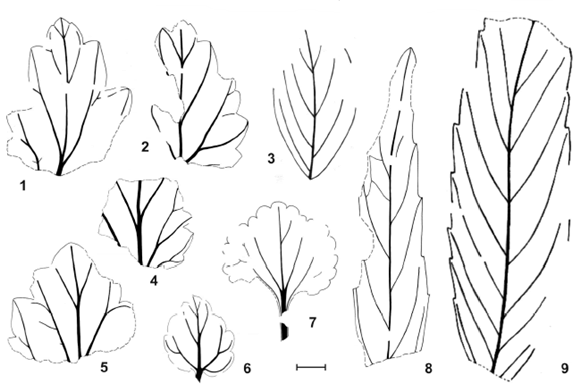 Ameghiniana - Primer registro de hojas de angiospermas en el Grupo ...
