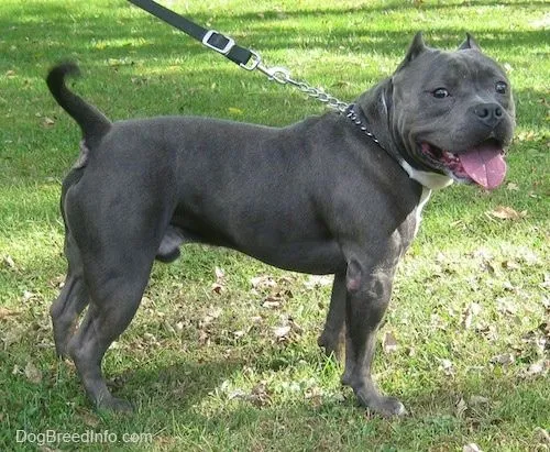 American Bully dogs Information and Pictures, Am Bullies American Bully dogs Information and Pictures, Am Bullies