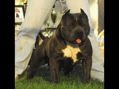 American Bully Pit Bull Supplements for Building Muscle in Dogs ...
