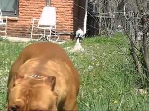 American Bully red Nose - YouTube