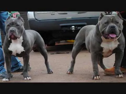 American Bully,blue pitbull,blue pitbulls,blue pitbull for sale ...