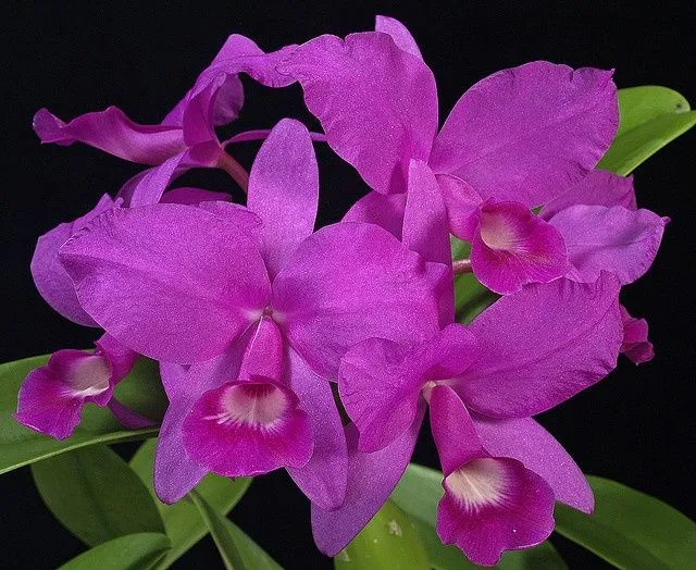 American national flowers on Pinterest | Orchids, El Salvador and ...