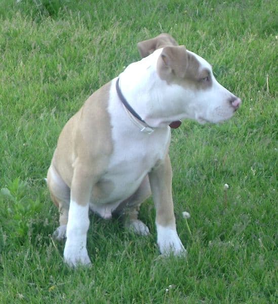 American Pit Bull Terrier - Animals - A-Z Animals - Animal Facts ...