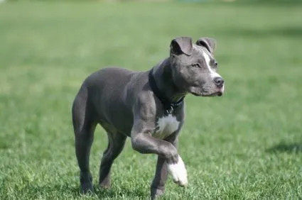 American Pit Bull Terrier. PerrosAmigos.com