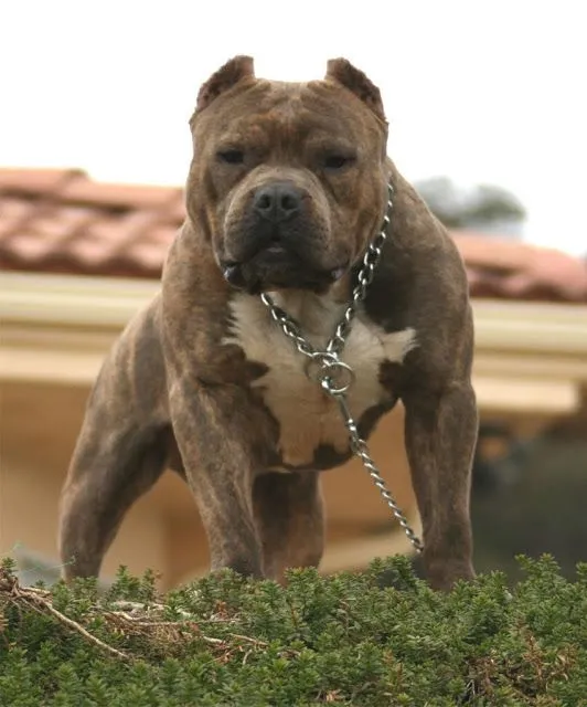American Pit Bull Terrier - Pictures, Diet, Breeding, Life Cycle ...