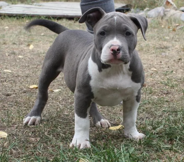 American Pit Bull Terrier - Puppies, Rescue, Pictures, Information ...