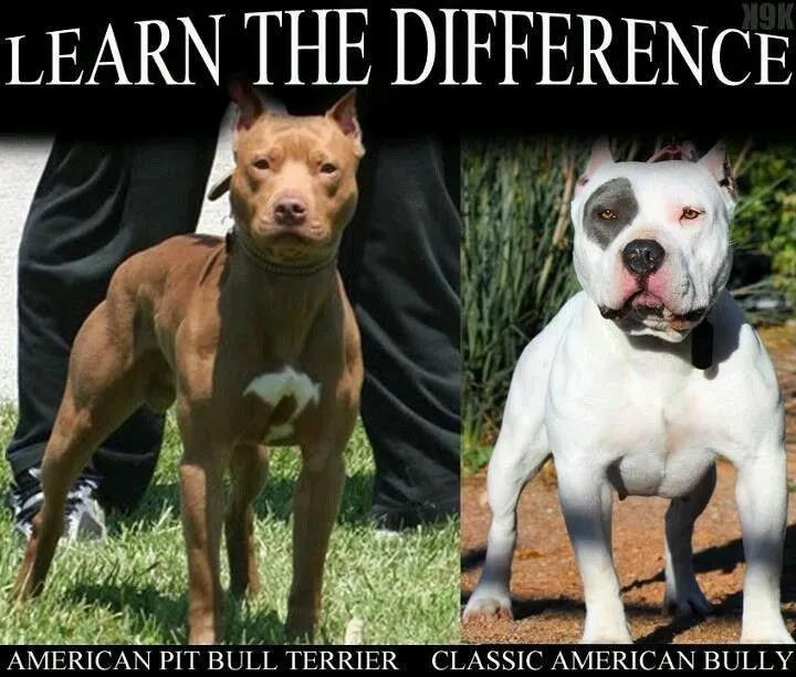 American Pit Bull Terrier vs. Classic American Bully | Random ... American Pit Bull Terrier vs. Classic American Bully | Random ...