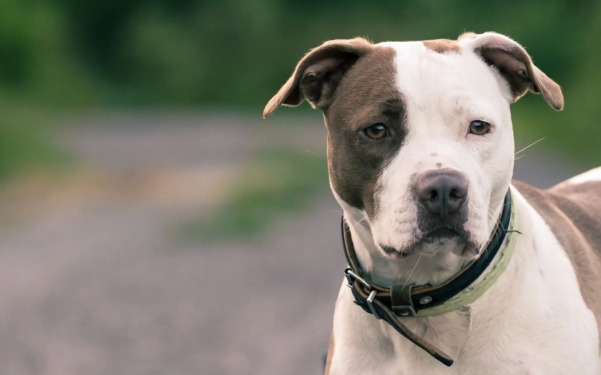 2 American Pit Bull Terrier Wallpapers | American Pit Bull Terrier ... 2 American Pit Bull Terrier Wallpapers | American Pit Bull Terrier ...