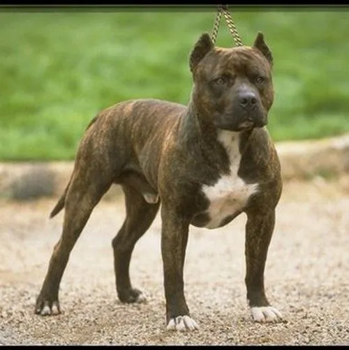 American Pitbull Terrier atrigrado | Mundo Perro