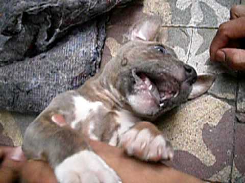 American pitbull terrier-bayron.AVI - YouTube
