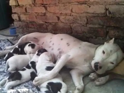 American Pitbull terrier cachorros blanco y negro Jalisco - YouTube