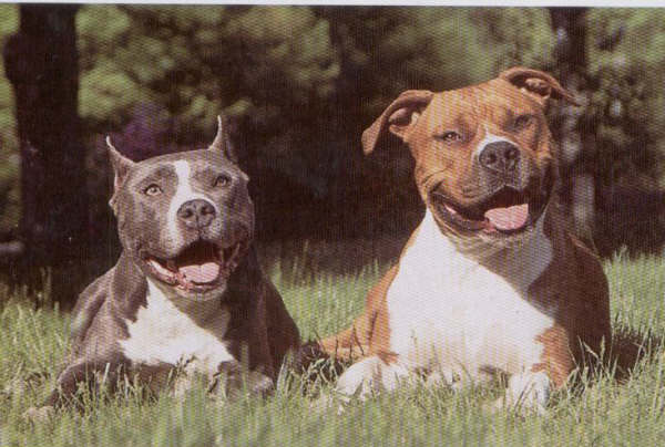 American PitBull Terrier - corte de orejas