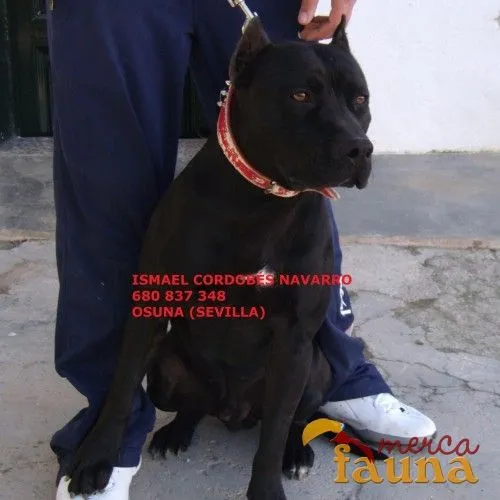 American PitBull Terrier para montas - Mercafauna - Compraventa de ...
