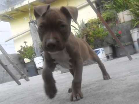American Pitbull Terrier Red Nose LENIN de 0 a 3 meses crecimiento ...