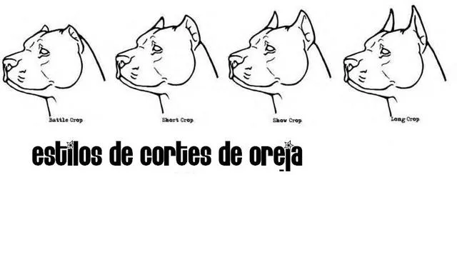 American PitBull Terrier Uruguay: Corte de orejas en el APBT