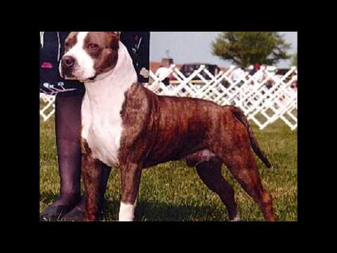 American Staffordshire Terrier (Amstaff) Vs. Staffordshire Bull ...