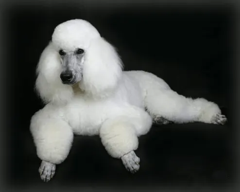 Los Amigables Perros Raza French Poodle o Caniche - Paperblog