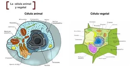 Celula vegetal y animal y sus partes - Imagui