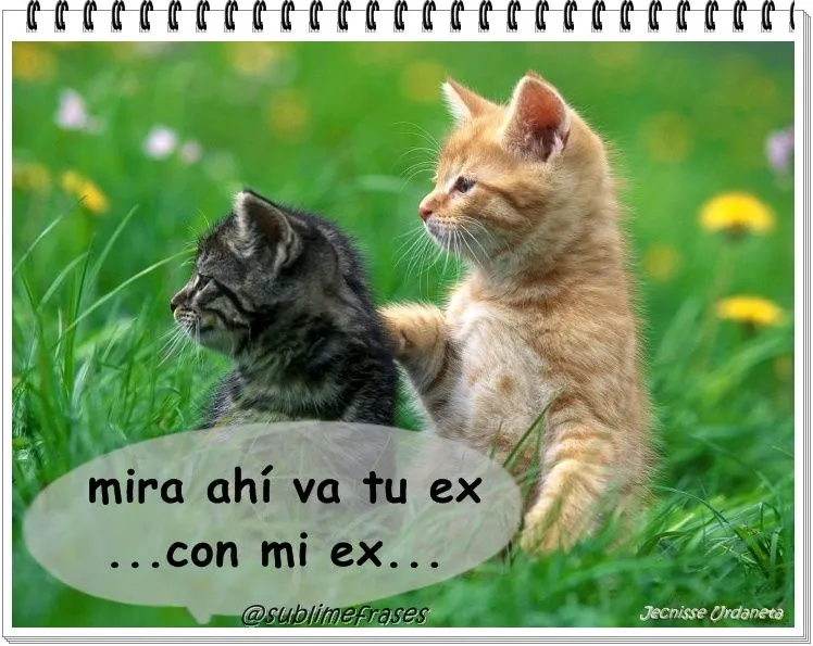 Imagenes tiernas de gatitos con frases graciosas - Imagui