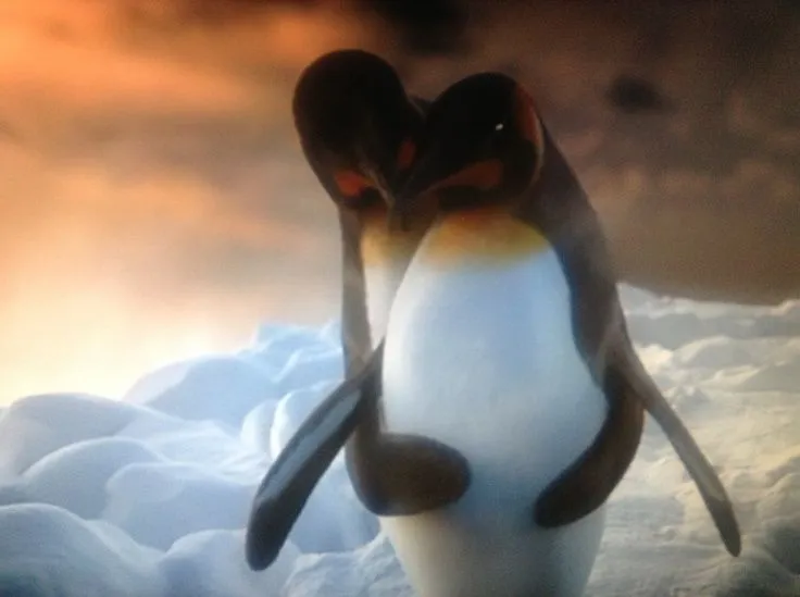 Pingüinos on Pinterest | Penguin Love, Penguins and Amor