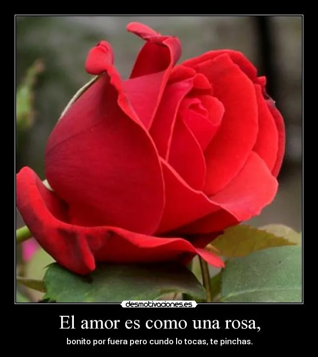 El amor es como una rosa, | Desmotivaciones