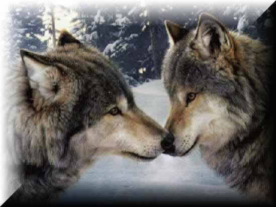 Amor lobo - Imagui