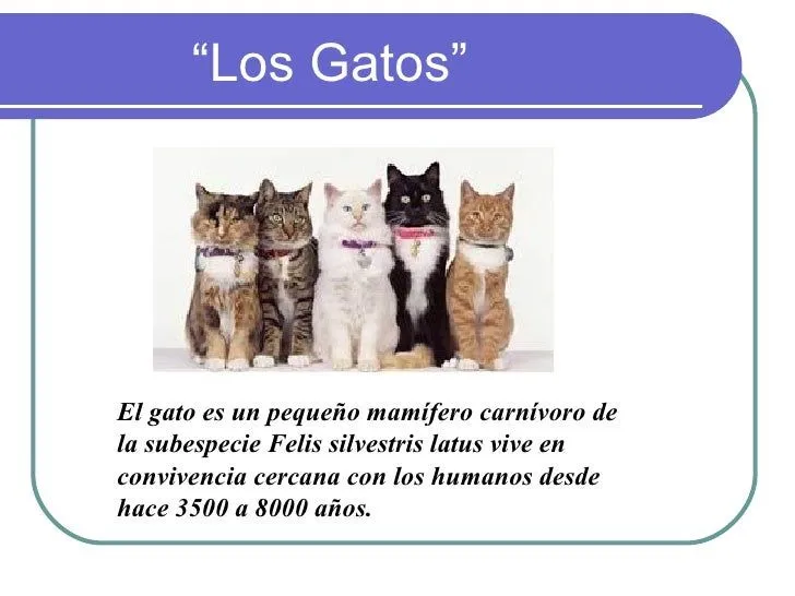 &quot;Los Gatos&quot;