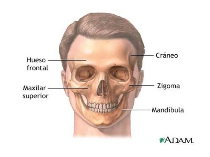 anatoma-de-la-cabeza-8-728.jpg ...