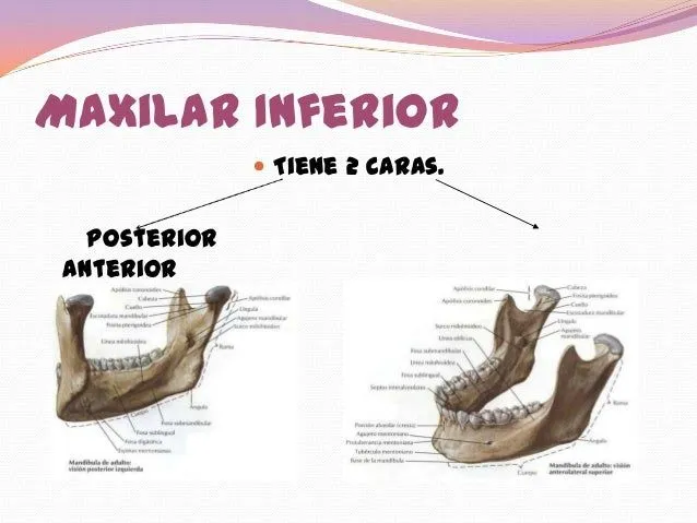 anatoma-del-maxilar-inferior- ...