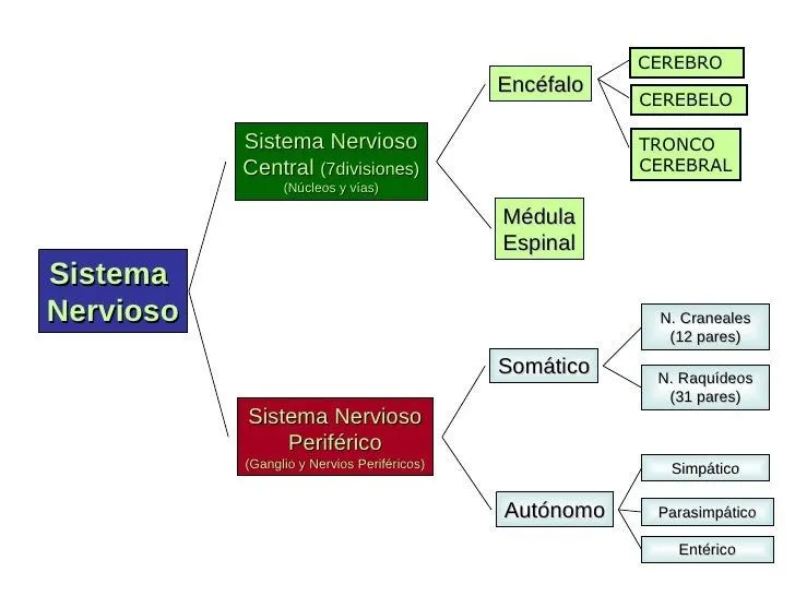 Anatomía sistema nervioso central