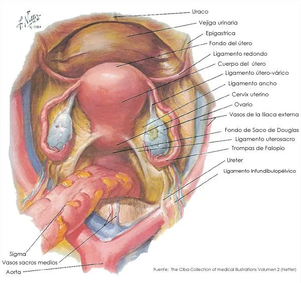 Anatomía del aparato genital de la mujer. AEGO: Asociación ...