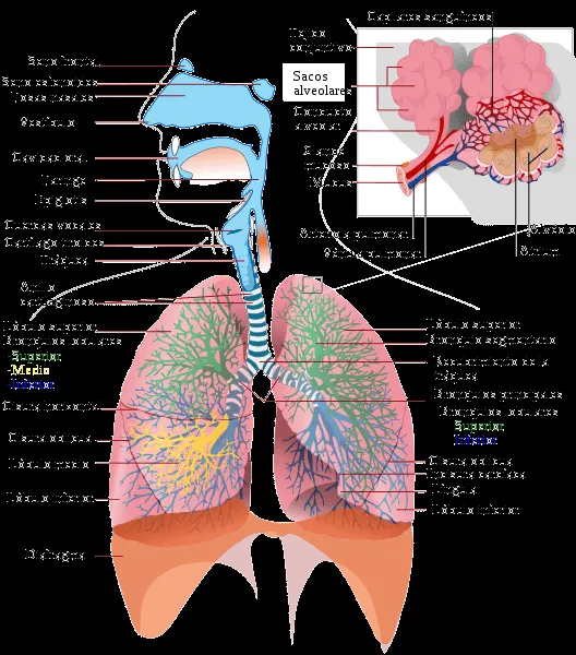 Anatomía básica del aparato respiratorio | URGENCIAS Y EMERGENCIAS ...