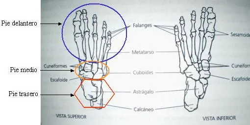 Anatomía básica del pie - CorrerDescalzos.es : CorrerDescalzos.es