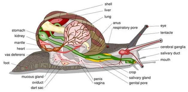 Anatomía del caracol » CARACOLPEDIA
