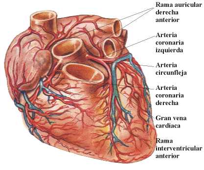 Anatomía cardíaca y funcionamiento del corazón - Monografias.com
